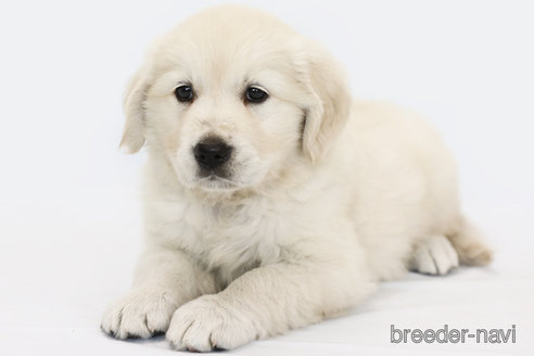 成約済の神奈川県のゴールデンレトリーバー-315952の2枚目